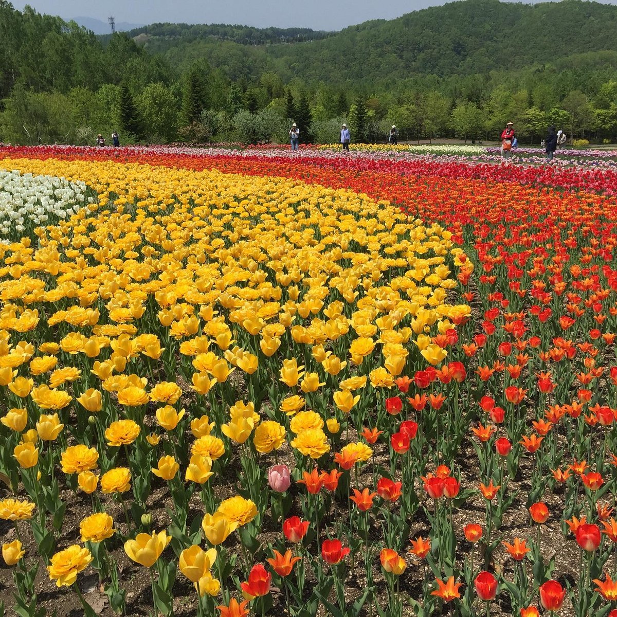 🏞️ 국영 다키노 스즈란 구릉공원 이미지 10